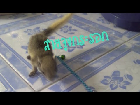สายจูงน้องกระรอก🐿️🐿️🐿️มะลิน่ารัก