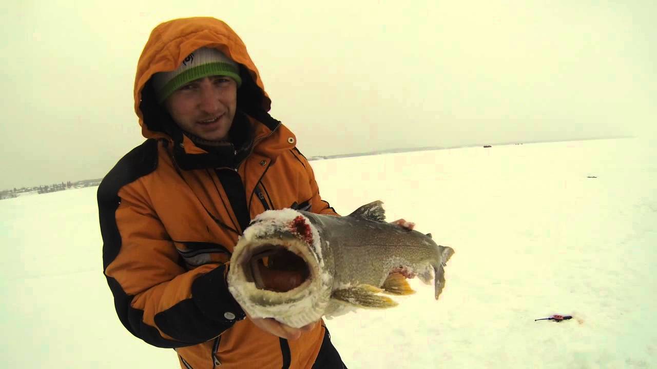 COLD LAKE ICE FISHING LAKE TROUT 11.5 lb 79 cm February 20 2015 YouTube