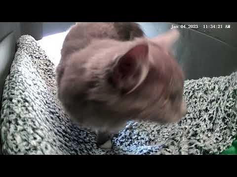 camkitties 43 CamKitties - YouTube