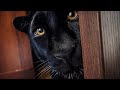 Every Day Is Fun With Luna The Panther ENG SUB 