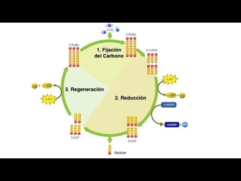 Vídeo: Com el cicle de Calvin produeix glucosa?