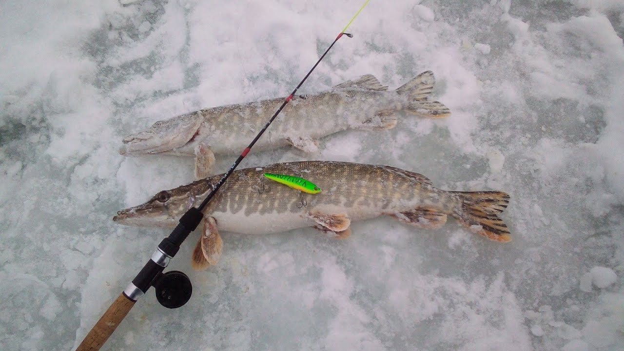 крупный окунь на зимней рыбалке. балансиры в глухозимье. рыбалка на окуня в глухозимье. балансиры в глухозимье. подледный лов окуня.