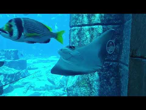 Atlantis Hotel / Palm Jumeirah / The Lost Chambers Aquarium / Dubai  / UAE