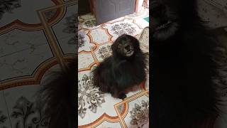 #pomu #dog #viral #funny #shortvideo #subscribe #like