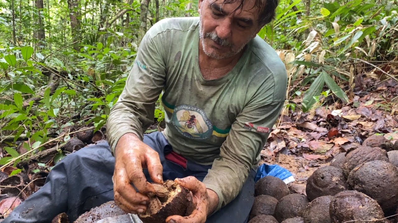 COLHEITA DA CASTANHA DO PARÁ #amazonia #castanhal #vidanocampo