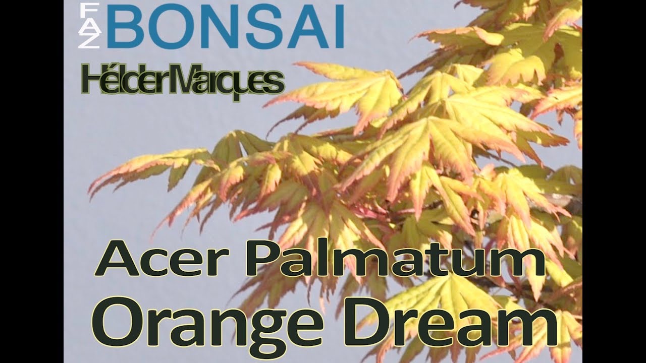 Acer Orange dream - Faz Bonsai