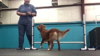 Recall to heel over a jump by Manners Matter Dog Training and Daycare 46 views 7 years ago 2 minutes, 16 seconds