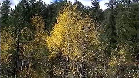 Changing Aspens in the Colorado Rocky Mountains