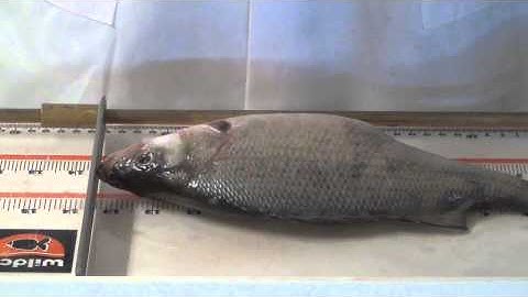 Fish sampling with Dr. Bob Lynch