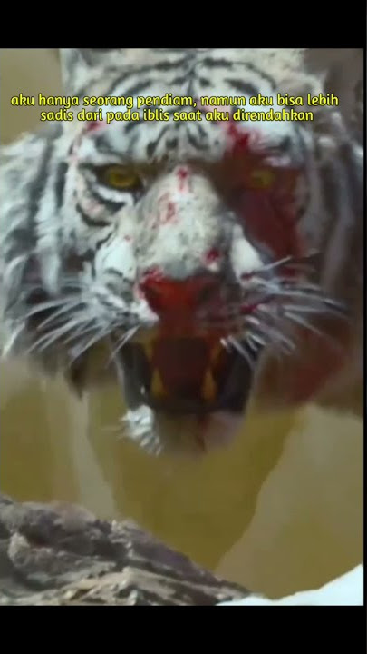 STORY'WA HARIMAU PUTIH NGAMUK || SERAM GAYS🐅🐅🐅