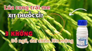 Lúa cong trái me xịt thuốc gì cho cứng cây vô gạo