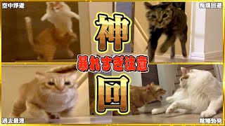 【完全密着版】日本一の運動神経を持つ猫たちを24時間観察したら本気出してきた…。