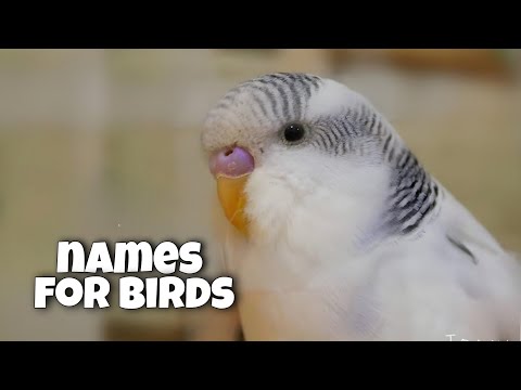 Video: Cara Menamakan Budgerigar