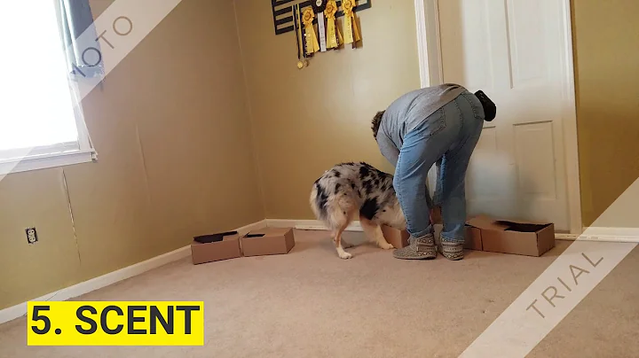 Levis Trick Dog Champion Title Submission 1080p