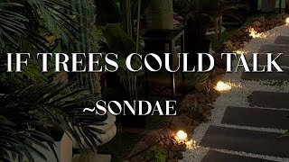 Sondae - If Trees Could Talk Sped Up