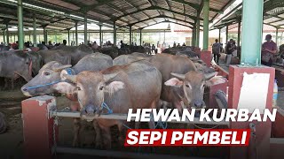 Jelang Idul Adha Penjualan Hewan Kurban Lesu