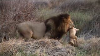 У самца льва есть сердце, чтобы охотиться на львят