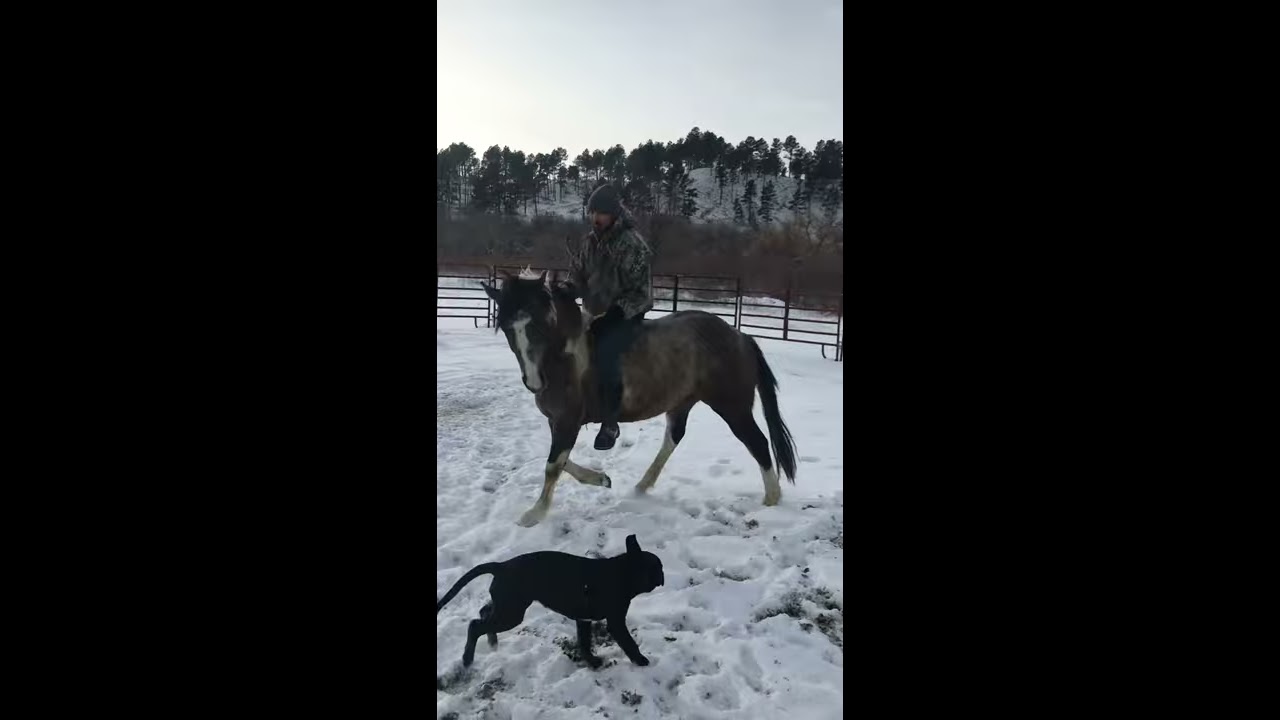 Showing off my stallion Bucephalus