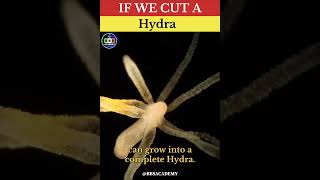 If We Cut A Hydra