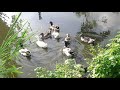 Beautiful Duck farm |Duck farming- different breeds of ducks |
