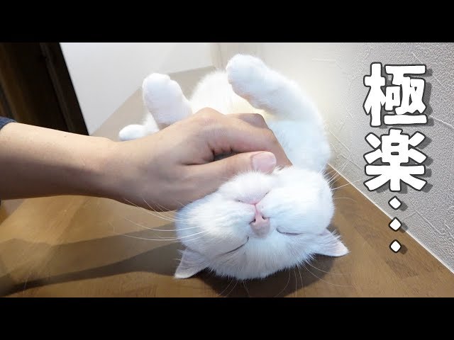 飼い主のあご撫での妙技にたまらずへそ天してしまう猫!