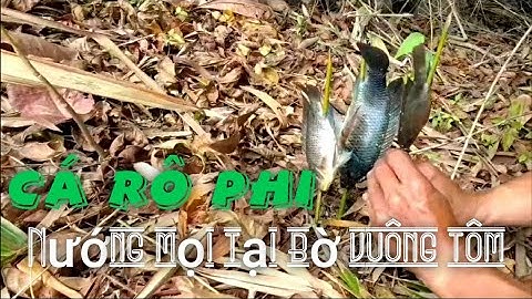 Liệp PIG Trải Nghiệm Câu Cá & Nướng Mọi Cá "RÔ PHI" Ngay Tại Vuông Tôm Cực Ngon!