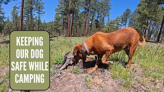 SpotOn Nova GPS Collar - Is it Worth it?? Best and Easiest to Use GPS Dog Collar screenshot 4