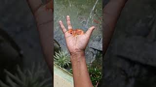 Missing two fingers? This viral trick is hilarious! 😂 #fingers #trick