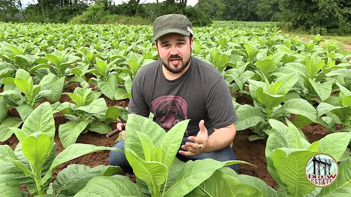 How Broadleaf tobacco is primed in Connecticut, fe...