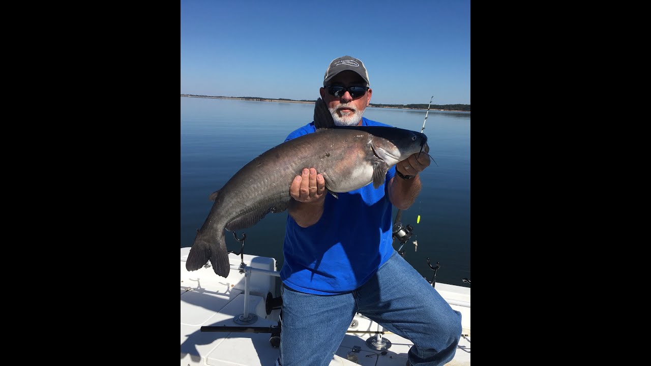 Does Dove Meat Make Great Catfish Bait? (part1) bait catfishing bass dove YouTube