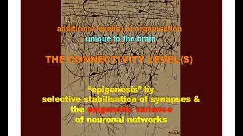 Changeux, "Synaptic epigenesis and the evolution of higher brain functions" Nias/Lorentz Workshop