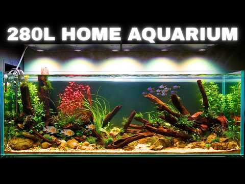 BUILDING A CUSTOM 5ft AMAZON INSPIRED AQUARIUM FOR RARE FISH