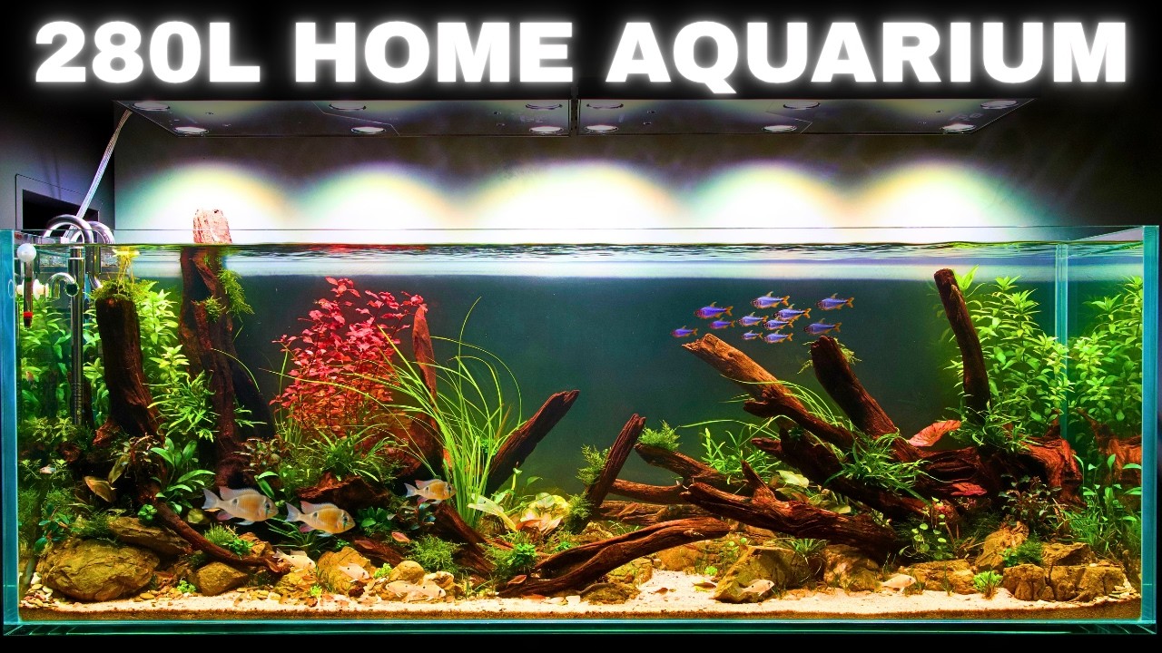 BUILDING A CUSTOM 5ft AMAZON INSPIRED AQUARIUM FOR RARE FISH