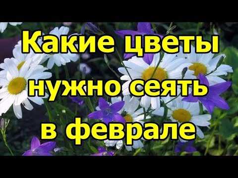 Какие #цветы нужно сеять в феврале.