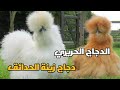 مميزات تربية الدجاج  القطني دندنها