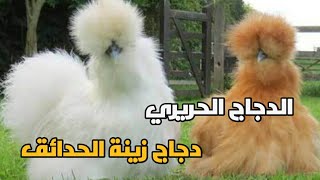 مميزات تربية الدجاج  القطني