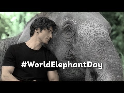 #WorldElephantDay | Vidyut Jammwal | Junglee In Cinemas 5th April 2019