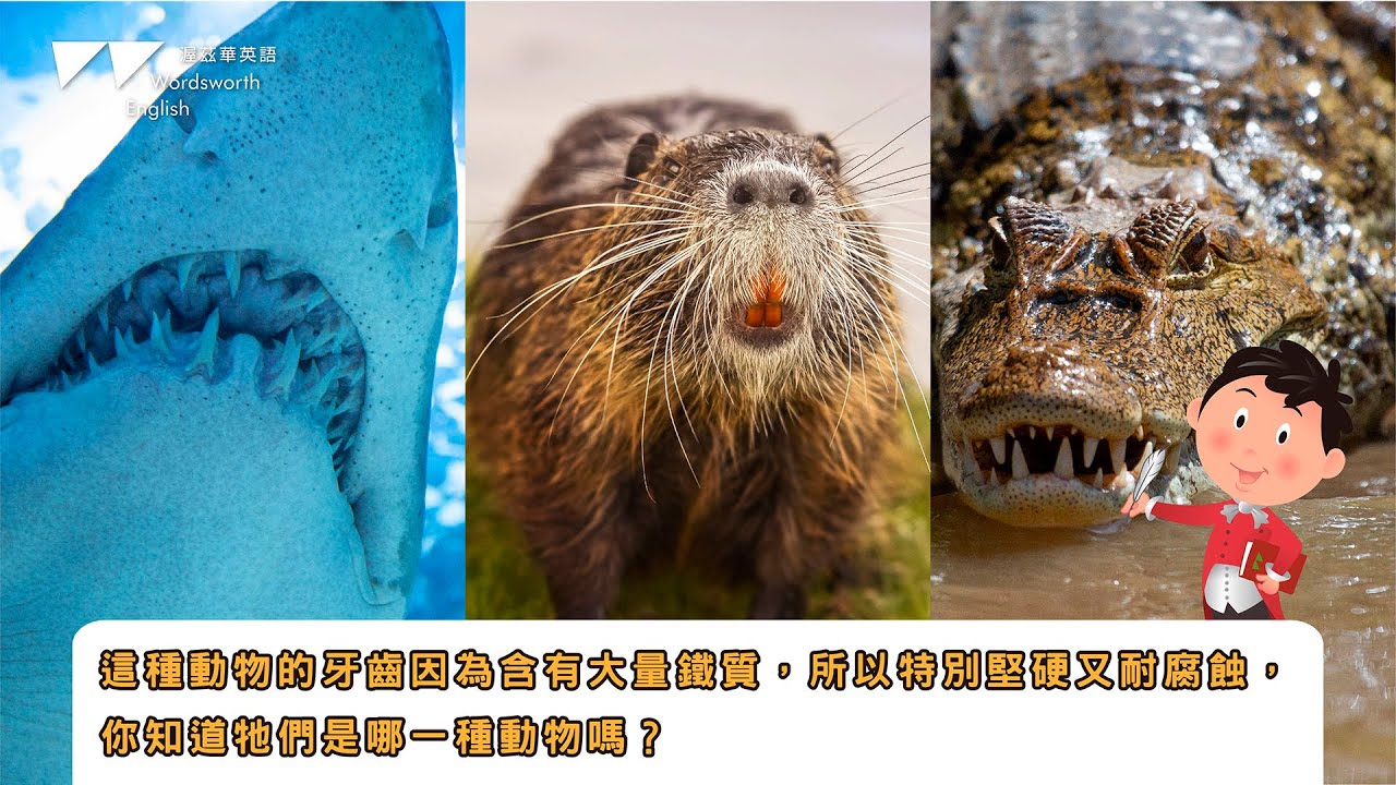 【渥茲華英語】- 威廉小百科｜這種動物的牙齒因為含有大量鐵質，所以特別堅硬又耐腐蝕，你知道牠們是哪一種動物嗎？