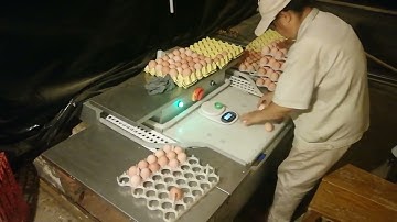 Bolong automatic egg collection system