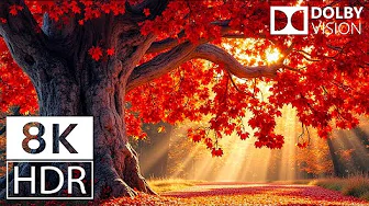 OLED TEST DEMO | 12K Video ULTRA HD 240 FPS Dolby Vision HDR (4K / 8K TV)
