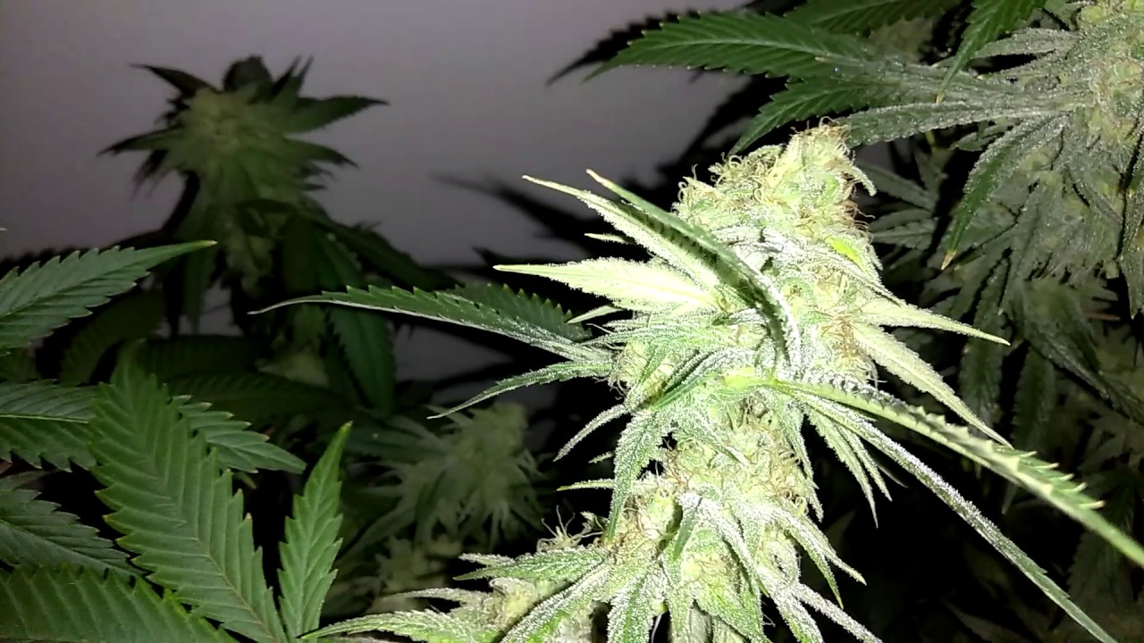 Week 5 Kimbo Kush 2nd run