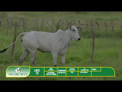LOTE 12 ER 8388 - Nelore BEZZ