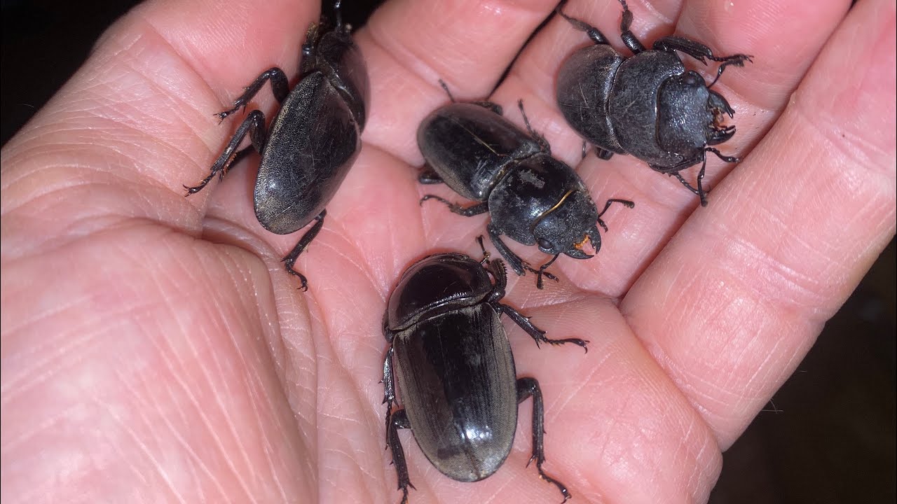 넓적사슴벌레 Serrognathus titanus (Giant stag beetle): A Little