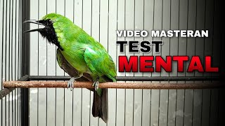 TEST MENTAL || CUCAK IJO GACOR TARUNG BIKIN JAMBUL DAN NGENTROK