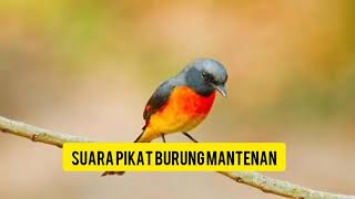 suara pikat burung mantenan... TERBUKTI...