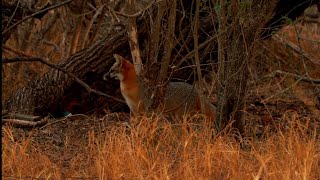 Gray Fox Runs In and Scent Marks on Stand | Rare Predator Calling Behavior