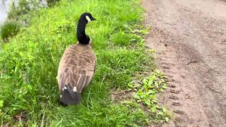 Canada Geese couple by Philately, Nature and Tech 155 views 3 weeks ago 2 minutes, 4 seconds