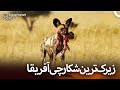 چرا سگ های وحشی آفریقایی به تنهایی شکار نمی کنند I دوبله فارسی 