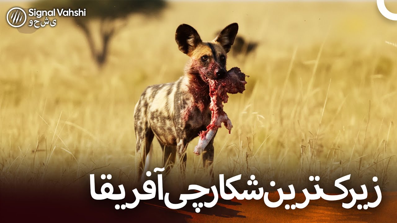 چرا سگ‌های وحشی آفریقایی به‌تنهایی شکار نمی‌کنند؟ I دوبلهٔ فارسی