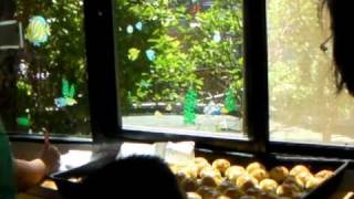 2-990921-家長來園協助製月餅吃柚子戴柚帽-送關懷SANY0097.MP4